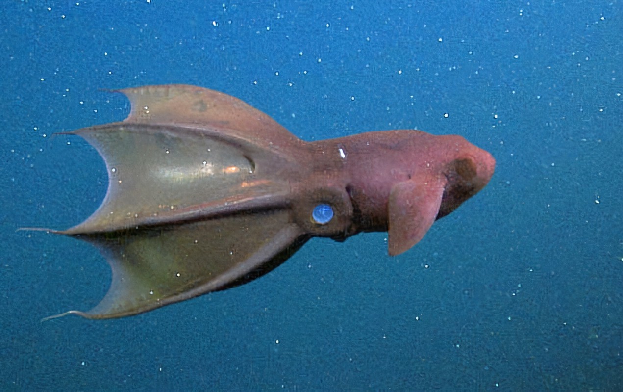 vampirtintenfisch in seinem natürlichen Lebensraum