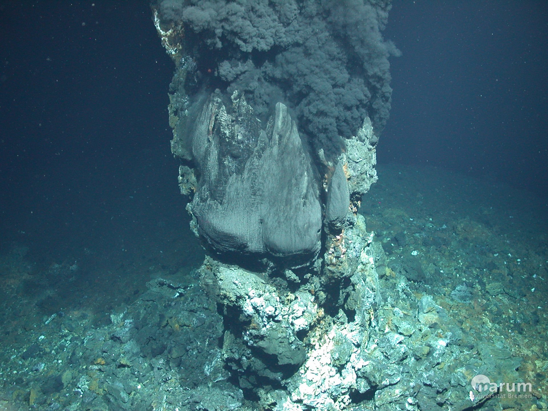 hydrothermalquellen in seinem natürlichen Lebensraum